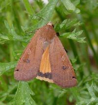 thumbnail_huismoeder_z_10-6-10mh_1.jpg
