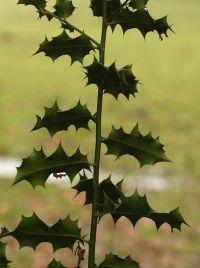 thumbnail_hulst_prikkeliglj.jpg