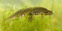thumbnail_hybridesalamander2_bram_conings_0.jpg