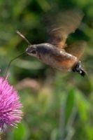 thumbnail_kolibrievlinder-distel-veling.jpg