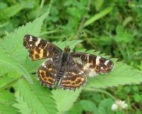 thumbnail_landkaartje_tussenvorm_27_juli_2011_1.jpg