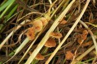 thumbnail_melanotus_rw2.jpg