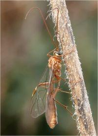 thumbnail_ophion_obscuratus_1_marc_herremans.jpg