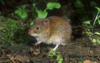 thumbnail_rosse_woelmuis_hugo_willocx_0.jpg