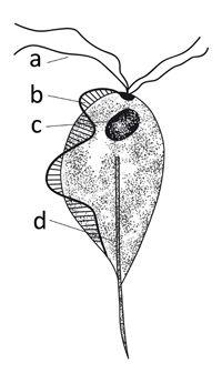 thumbnail_trichomonas_gallinae_legende_web.jpg