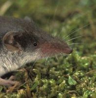 thumbnail_veldspitsmuis_rollin_verlinde_uitsnede.jpg