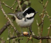 thumbnail_zwarte_mees-aviceda-cca-sa.jpg