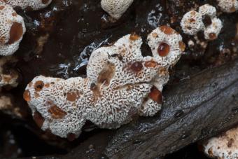 toefige_labyrintzwam_-_abortiporus_biennis_everbeek_05-11-2017_3b_danny_declerq.jpg