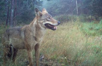 wolf 2