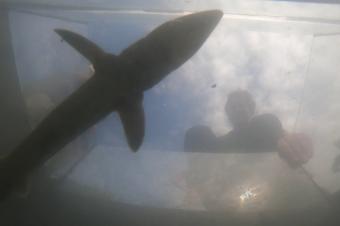 Uitzetten Steur (WWF Nederland)