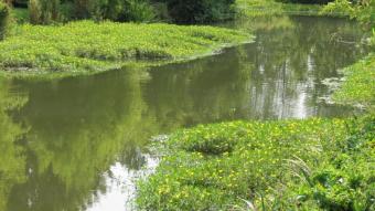 vijvervolwaterteunisbloem_eric_daelemans.jpg
