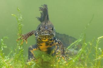 vilda-verlinde-willocx_liggend_-_rgb-300.jpg