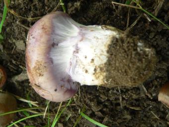 Violetblauwe grodijnzwam