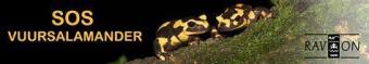 vuursalamander.jpg