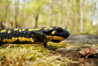 Vuursalamander
