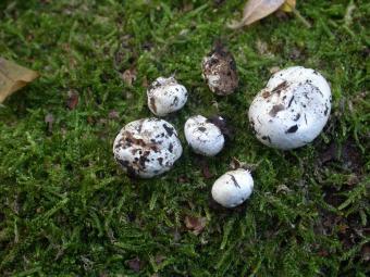 wittezijdetruffel.jpg