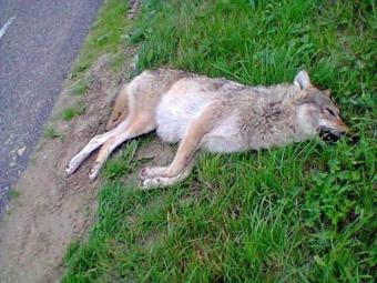 wolf-noordoostpolder.jpg