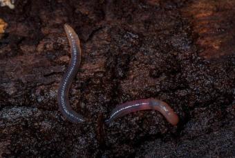worm1.jpg