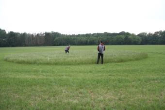 Wulp nestlocatie