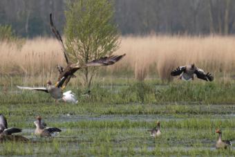 Zeearend (Wim Bovens)