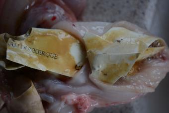 zeebaars_plastic_dsc_7507.jpg