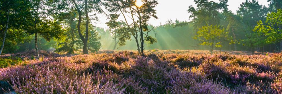 Heide - Landschap De Liereman