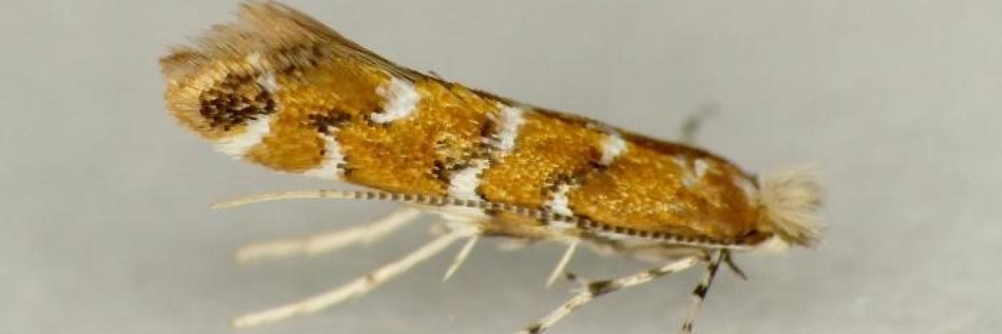 Cameraria gaultheriella op Gaultheria shallon 