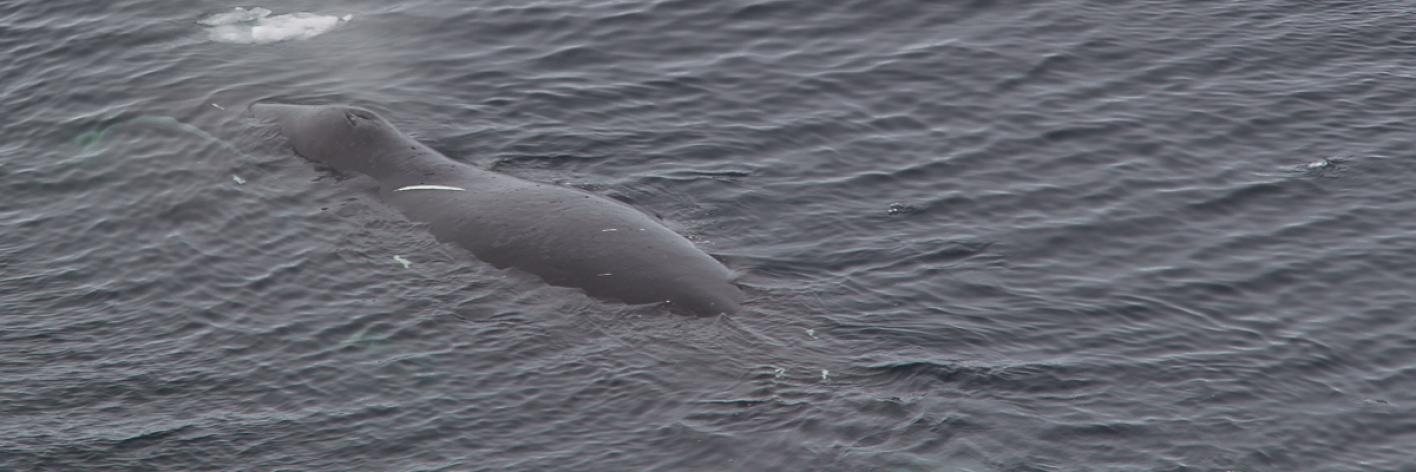 Groenlandse walvis - archiefbeeld