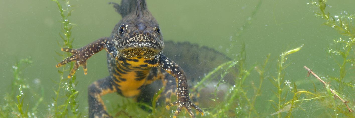 Kamsalamander Amfibie - Kamsalamander - Hugo Willocx