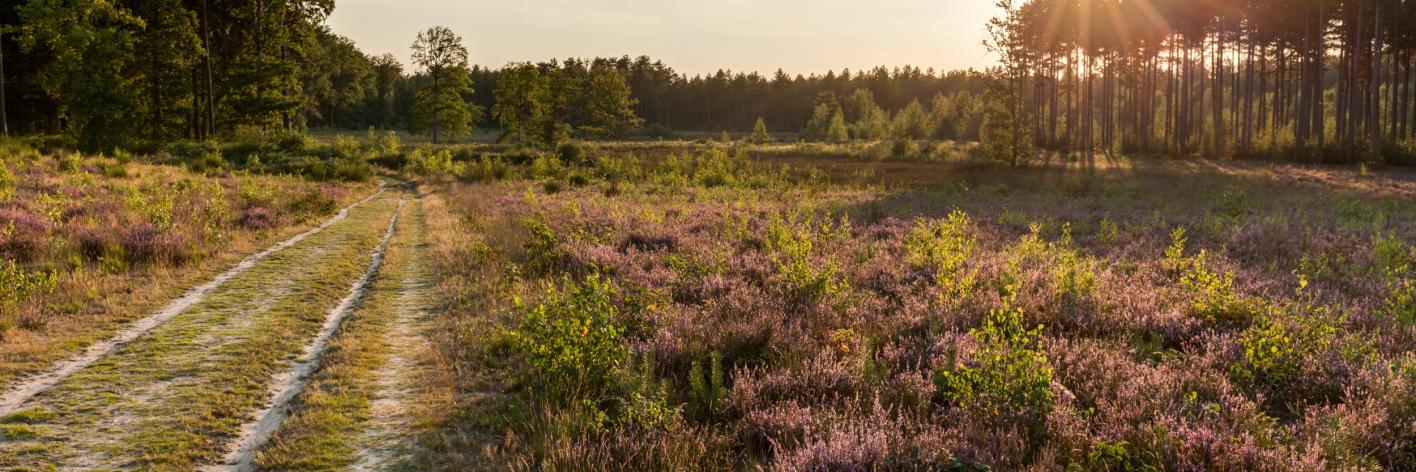 Wandelpad heide - Vilda - Jeroen Mentens