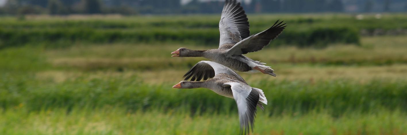 Ganzen_uitkerkse_polder_Eric Malfait