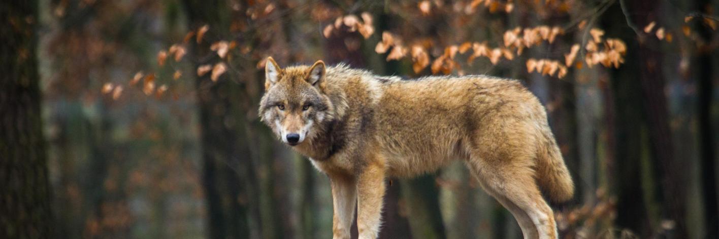 Wolf - Shutterstock