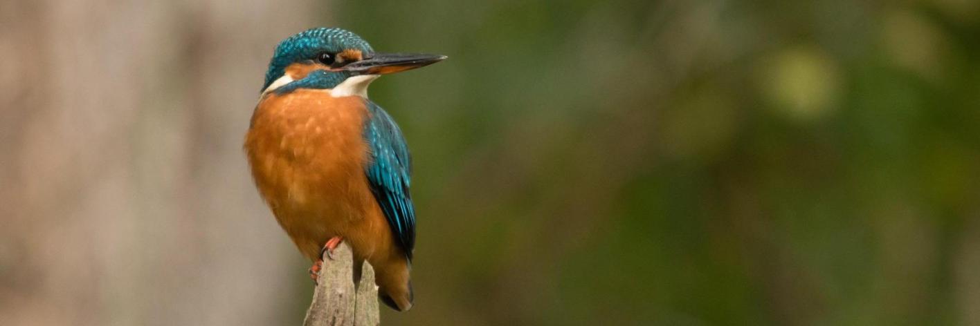 ijsvogel-dries_van_haut