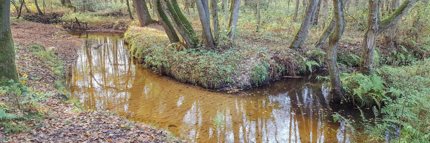 tom_inthof_bosbeek_as
