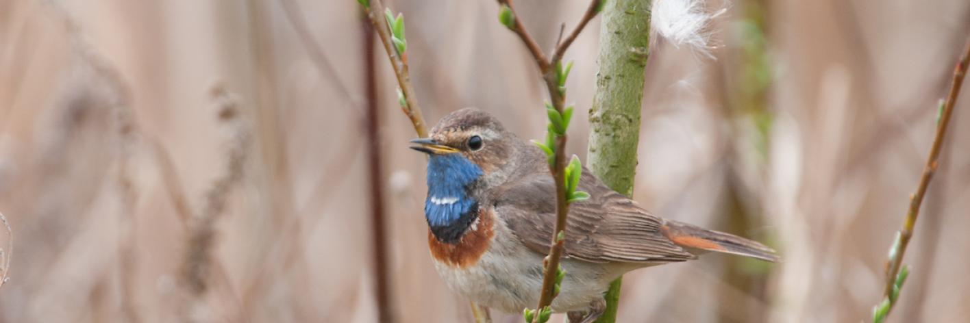 Blauwborst - Wim Dirckx