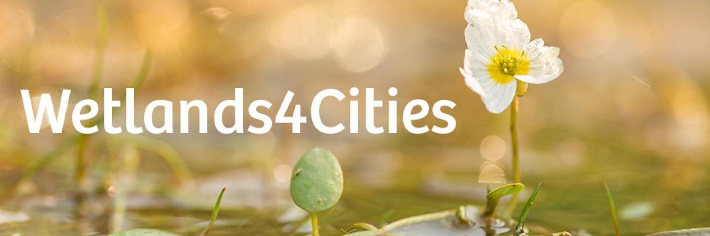 Wetland4cities - Wetlands - Kevin Feytons