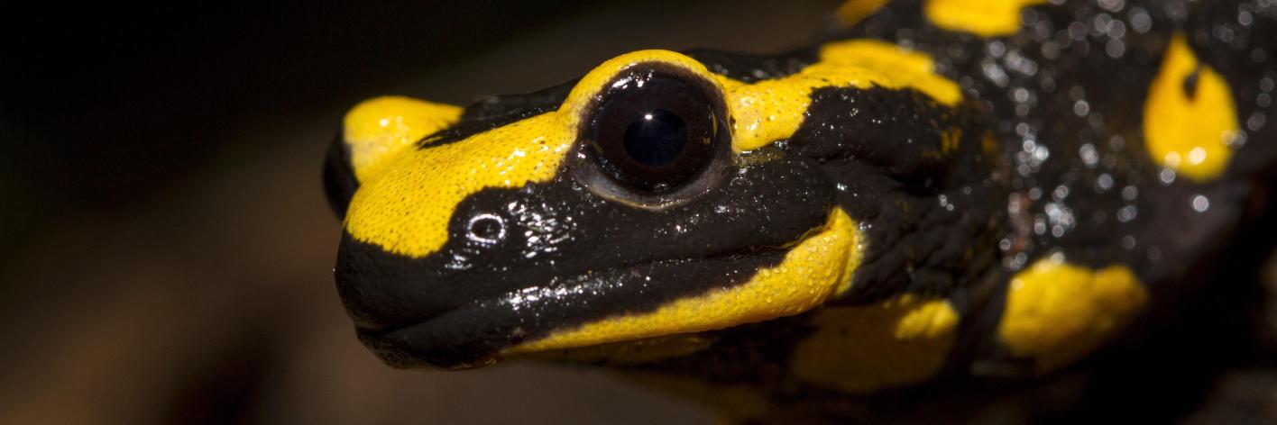 vuursalamander_focus_-_crop_1_van_1_iwan_lewylle
