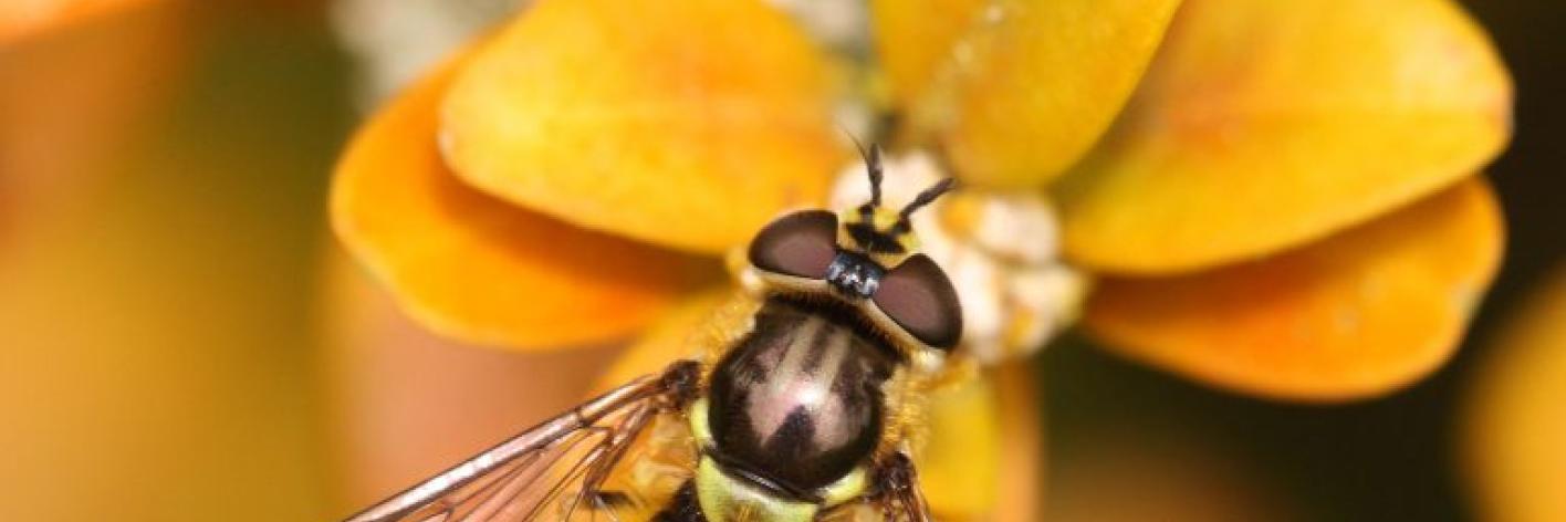 Bretelwimperzweefvlieg - Dasysyrphus albostriatus - Colette Seignez