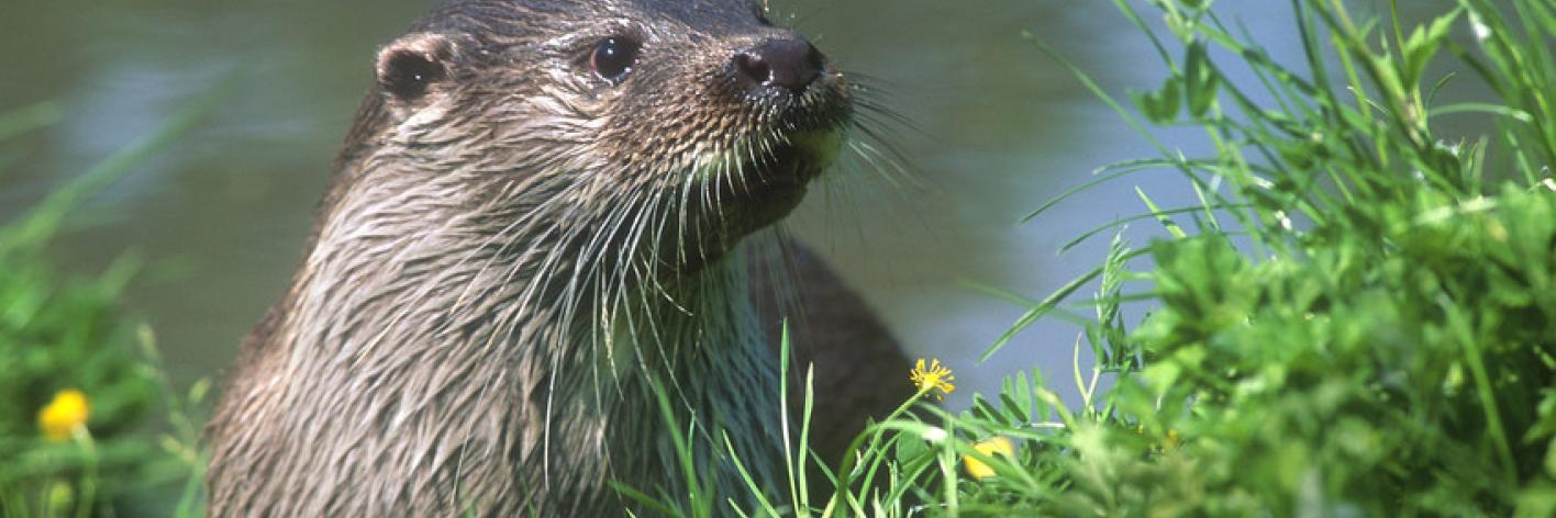 Otter Otter