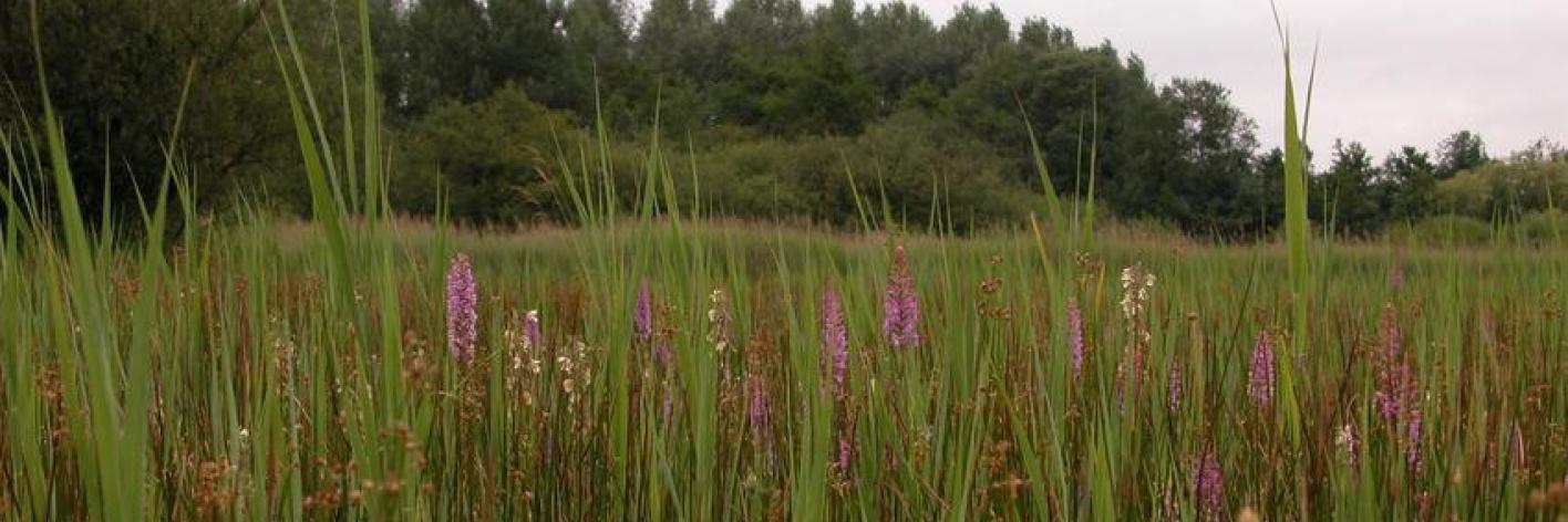 habitatherstel_torfbroek_ewoud_lamiral.