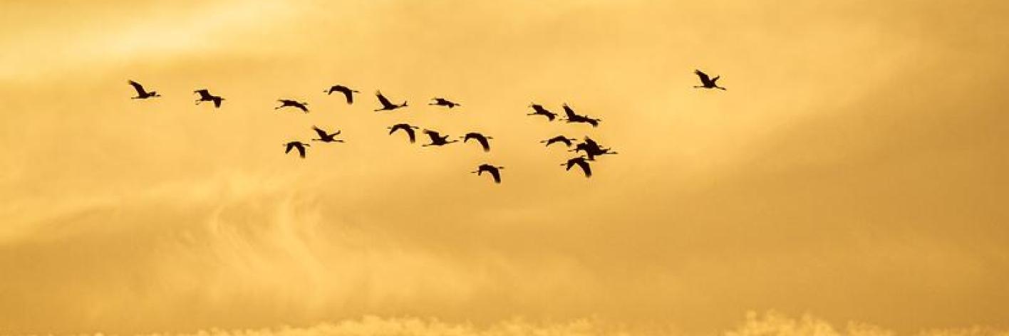 kraanvogels_joachimpintens