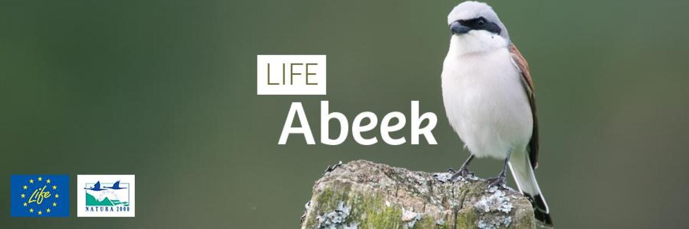 life_abeek_-_header