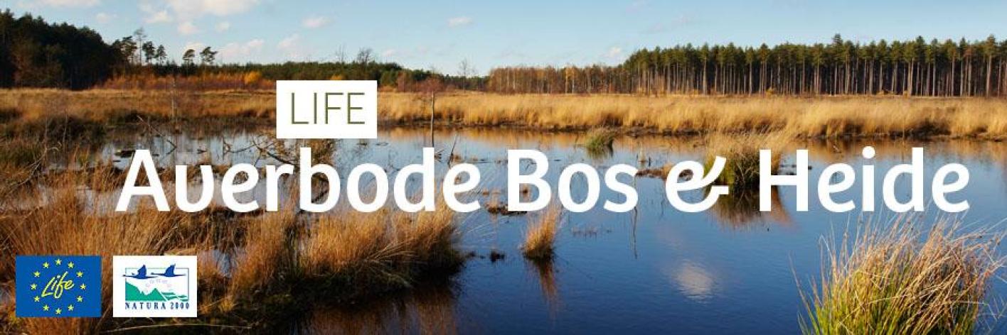 life_averbode_bos_en_heide