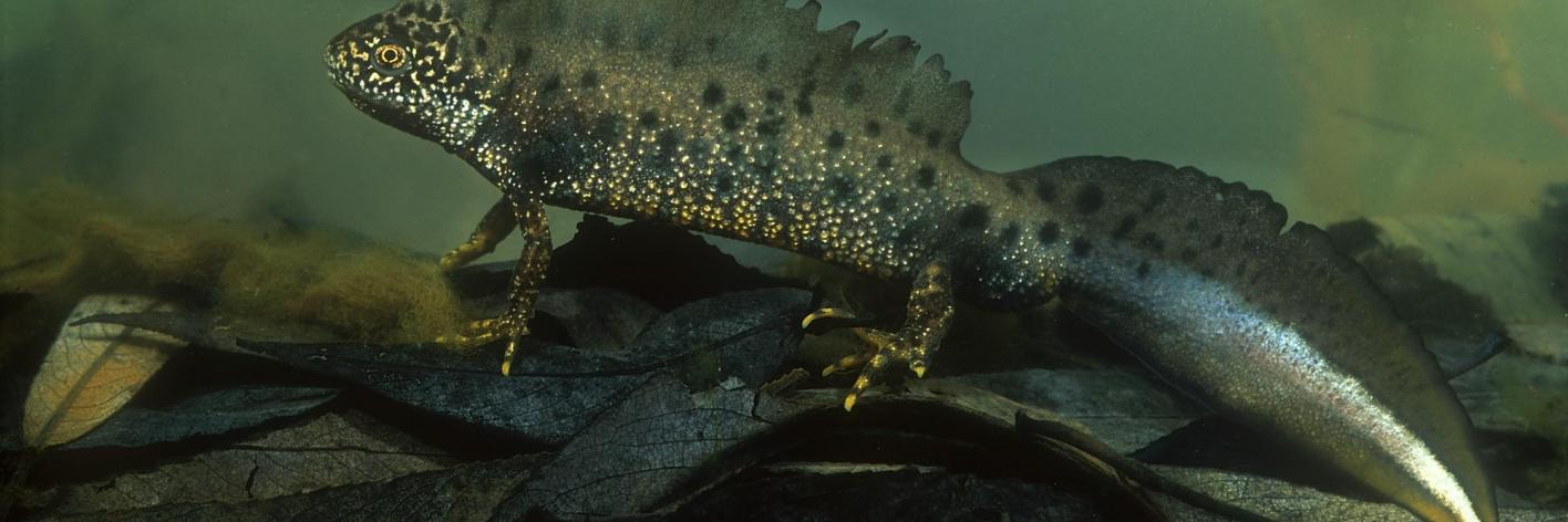 rs18568_kamsalamander_hugo_willocx_-lpr