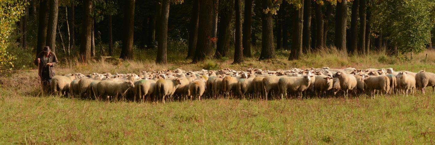 Kudde schapen Wortel Kolonie - Wim Verschraegen