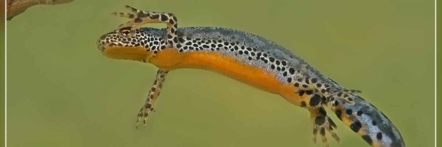Alpenwatersalamander