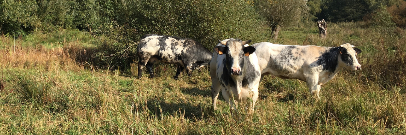 Ontdek de natuur in eigen streek, en bezoek bij voorbeeld De Daknamse Meersen of één van de andere waardevolle natuurgebieden in de regio Lokeren, Waasmunster, Tielrode en Sint-Nikaas