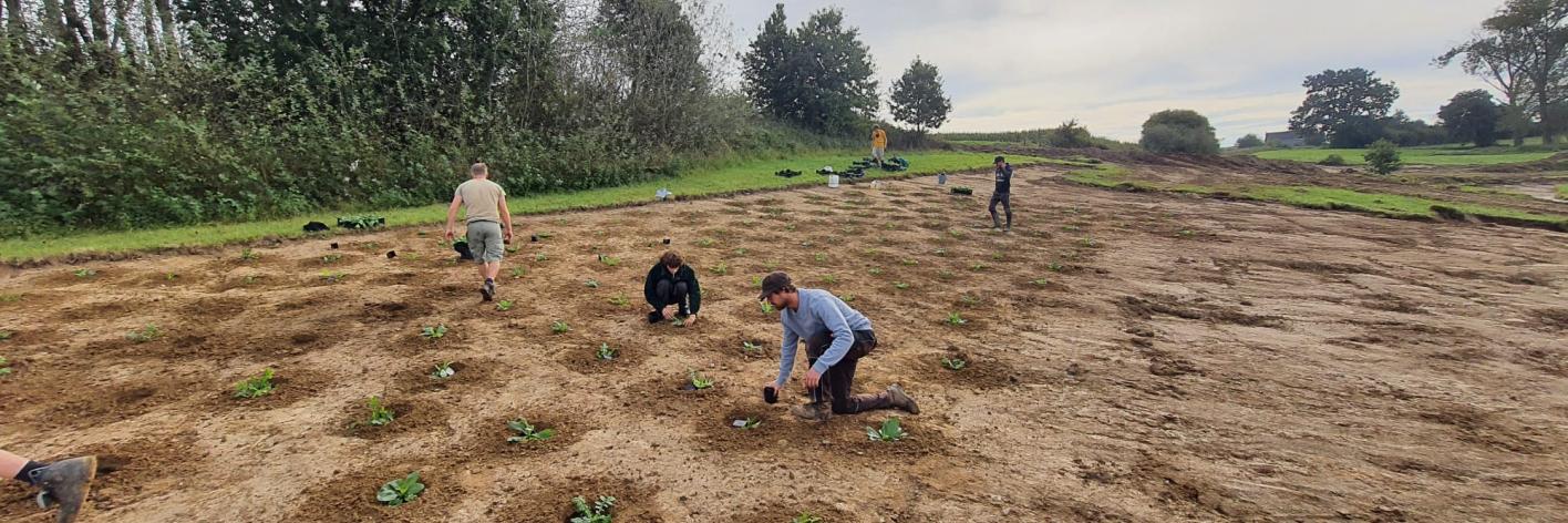 aanplant van agrimonie in de Steenbergse bossen