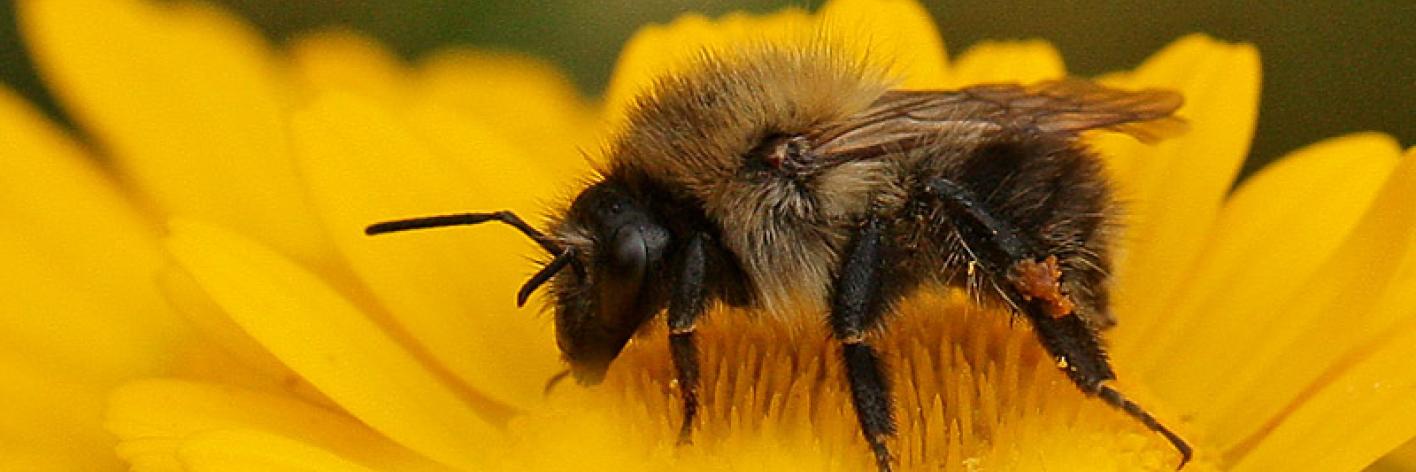 Akkerhommel