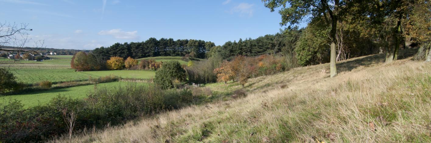 Landschapszicht over de Koeheide